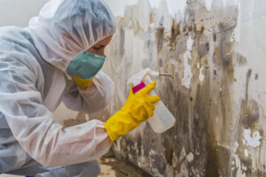 Mold Removal